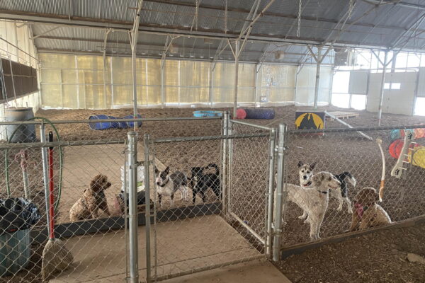 Daycare Room with Dogs